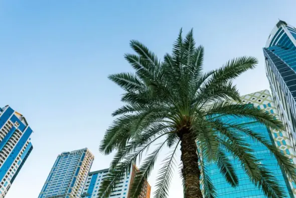 Palma w centrum dzielnicy biurowej  - egzotyka w Polsce?