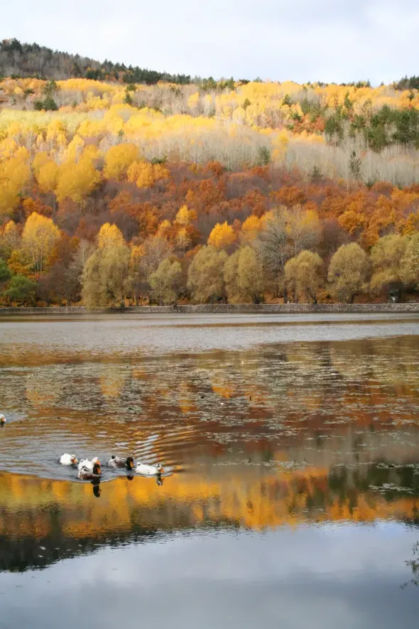 Yellow autumn forest landscape in Poland