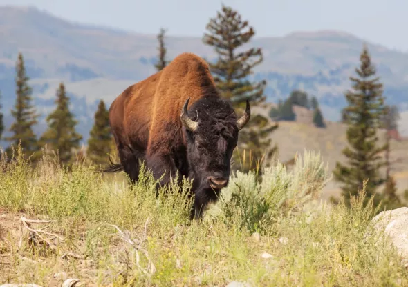 Polish Bison walking on a sunny summer day