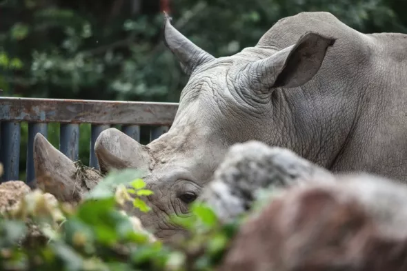 ZOO Dvůr Králové - jedna z atrakcji w Czechach blisko granicy