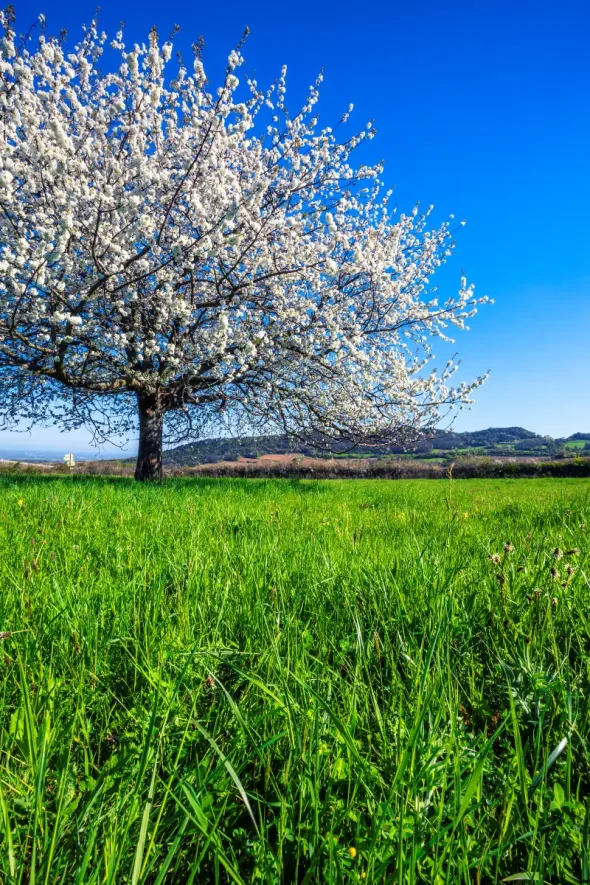 White blossoming tree in Poland in spring