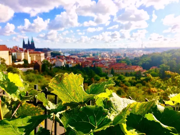 Widok z klasztornej winnicy na stare miasto. Praga, Czechy