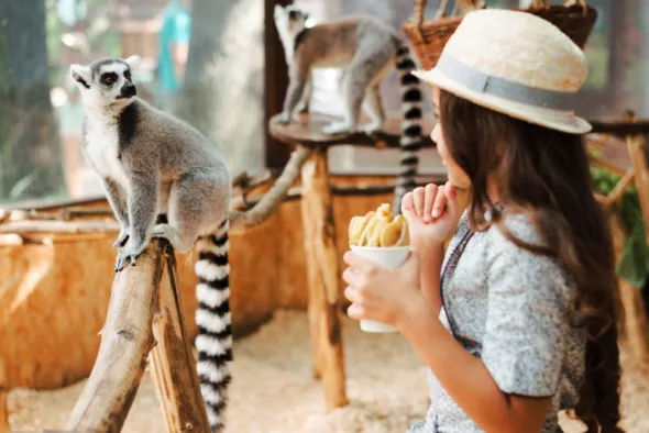 Mała dziewczynka karmi lemury w Zoo. Praga, Czechy