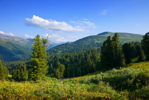 View of the forests and the Świętokrzyskie Mountains