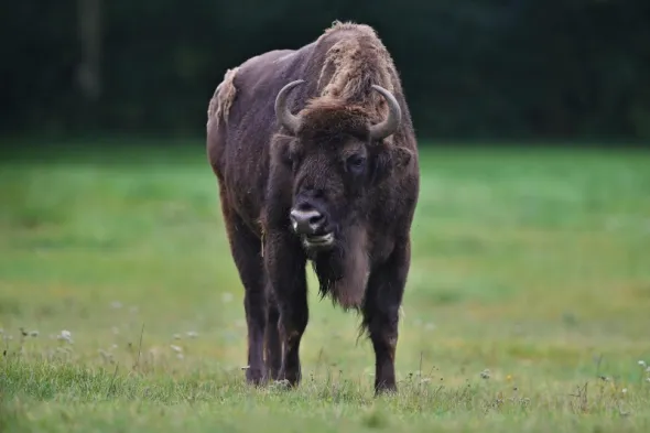 Żubr – mieszkaniec Najstarszego lasu w Polsce – Puszczy Białowieskiej