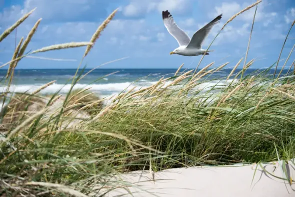 White seagull flying over the Baltic Sea coast in Poland