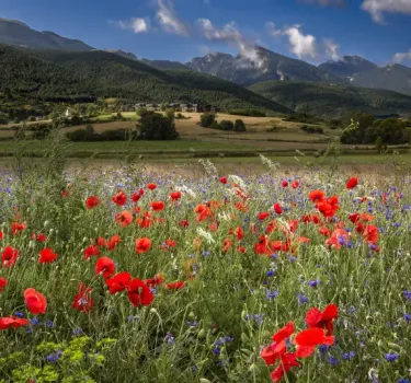 Red poppy field surrounded by mountains in Poland in summer