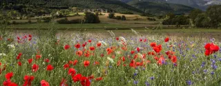 Red poppy field surrounded by mountains in Poland in summer