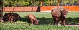 Podlasie Atrakcje turystyczne. Zagroda żubrów w puszczy białowieskiej