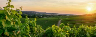 Krajobraz zielonogórskich winnic o zachodzie słońca