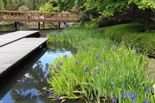 Mała Japonia w sercu Polski – mostki, roślinność i cisza tworzą przestrzeń idealną na chwilę oddechu