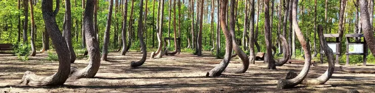 Krzywy Las w Polsce – najbardziej zagadkowy las w kraju