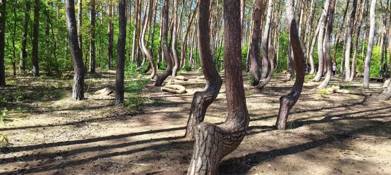 Krzywy Las w Polsce – najbardziej zagadkowy las w kraju; Nowe Czarnowo koło g Gryfina